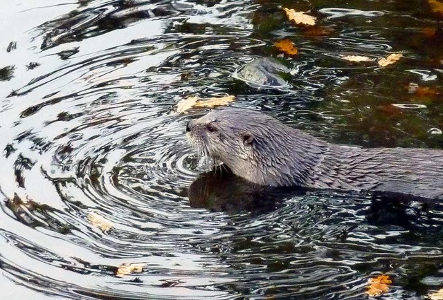 [tn_Otter in pond 3SLC[2].jpg]