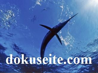Sprinter der Ozeane Schwertfisch und Marlin