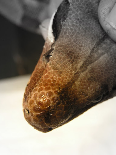 cat tooth abscess symptoms