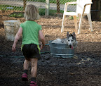  dogs
