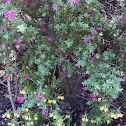 Chaparral Pea
