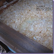 Chickens 200 Chickens 200