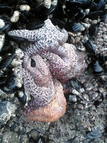 [Tsunami-Homeschool-Central Oregon Coast Chili February 2010-4[3].jpg]