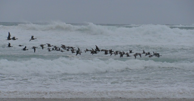 [Geese Surf[5].jpg]