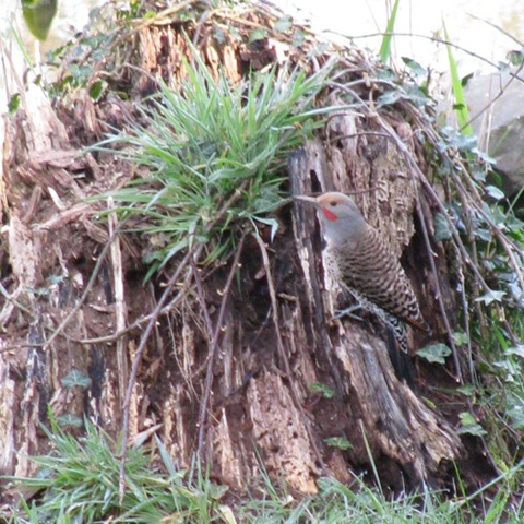 [Woodpecker1[6].jpg]