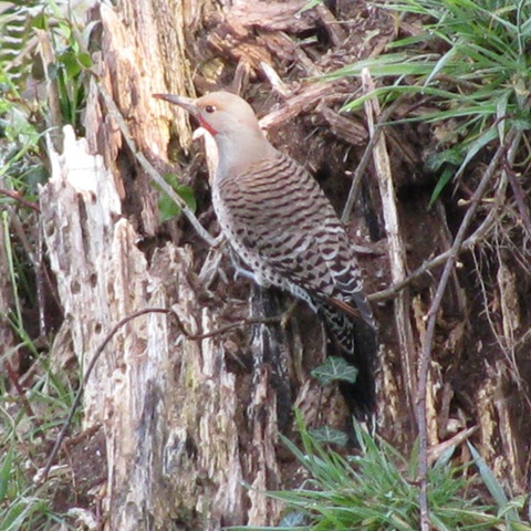 [woodpecker2[3].jpg]