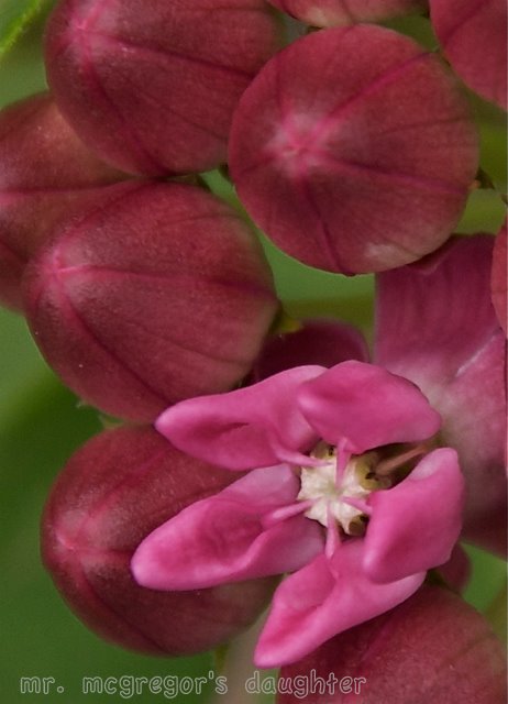 Wildflower Wednesday: Asclepias purpurascens
