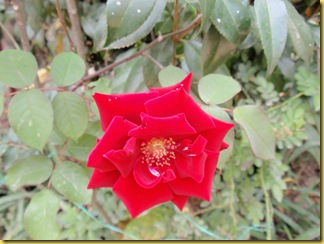 P4103108