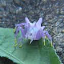 Aranha-flor