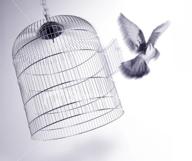 [bird_cage[3].jpg]