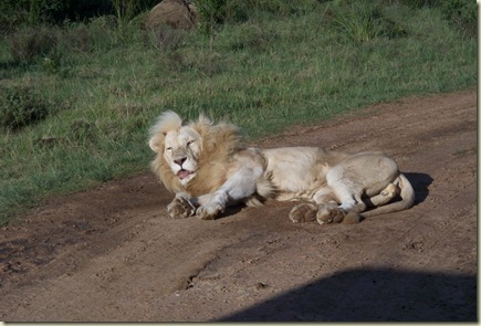 lions (5)