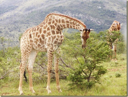 giraffes3 (2)