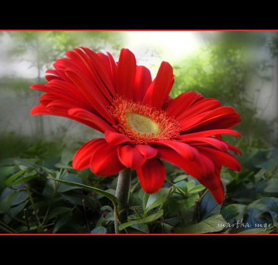 Ilustração Ilustração