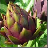 o Poder das Plantas o Poder das Plantas