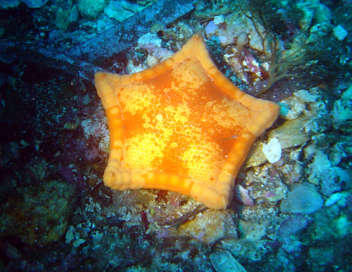 Ustica 2009