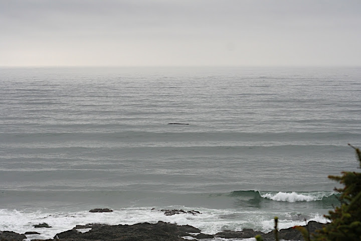A Grey Whale
