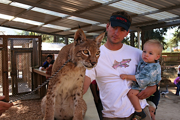 Owen gets to know a Siberian Lynx kitten