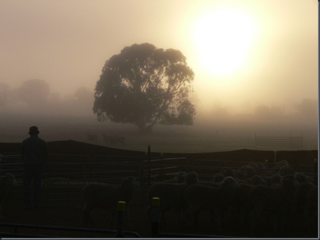 yard dawn yard dawn