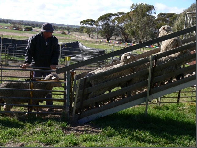 sheep out 1 sheep out 1