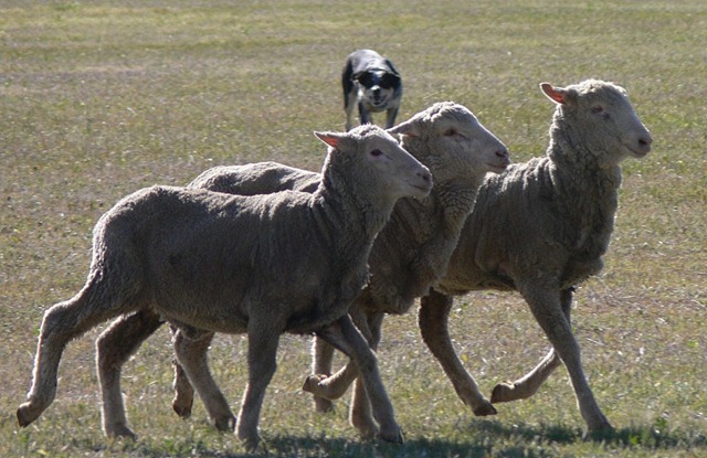 [sheep murphy[3].jpg]