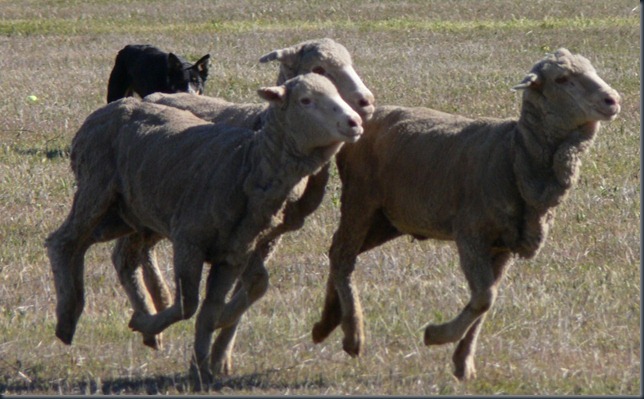 trim sheep