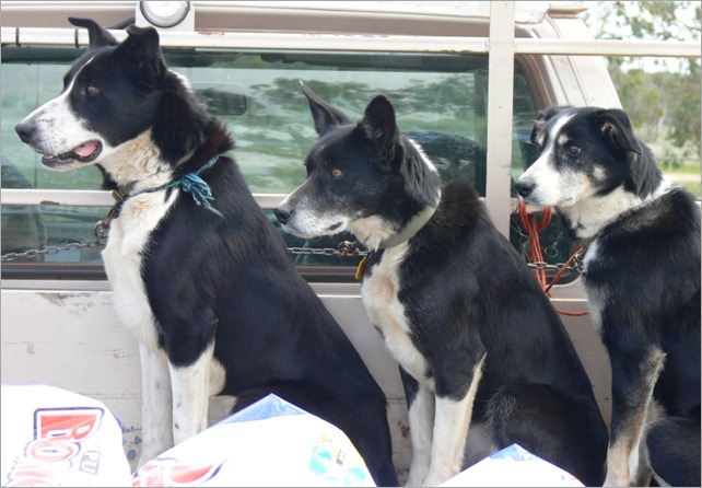 3 dogs ute