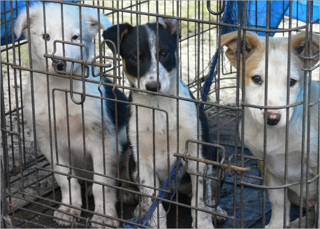 collie pups 2