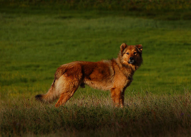 Talino in Albania