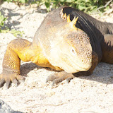 North Seymour - Land Iguana
