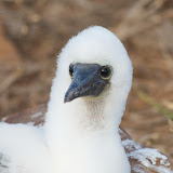 North Seymour - Young Blue Footed Booby