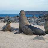 North Seymour - Sea Lions