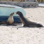 Puerto Baquerizo Moreno, San Cristobal Island - awwww