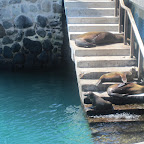 Puerto Baquerizo Moreno, San Cristobal Island - We had to take the other stairs :)