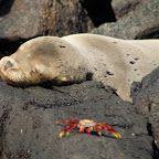 Floreana Island - A Sea Lion and Sally Lightfoot Crab
