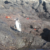 Bartolome Island - A Galapagos Peguin