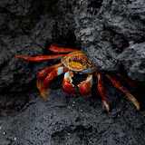 Santa Cruz- Sally Lightfoot Crab