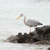 Santa Cruz- Great Blue Heron