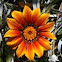 Gazania x hybrida, gazania splendens (Margarita)