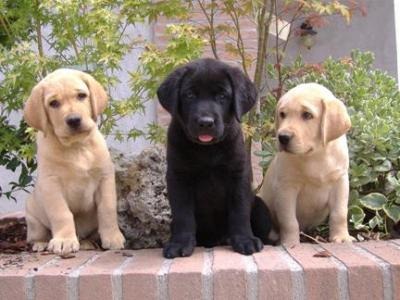 a_labrador4293.jpg
