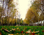 Green Park Dry Leaves, Tarun Chandel Photoblog