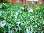 Fresh Snow, Tarun Chandel Photoblog