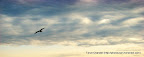 Flight of Freedom, Tarun Chandel Photoblog