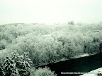 frozen forest, Tarun Chandel Photoblog