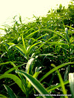 Green Earth, Tarun Chandel Photoblog
