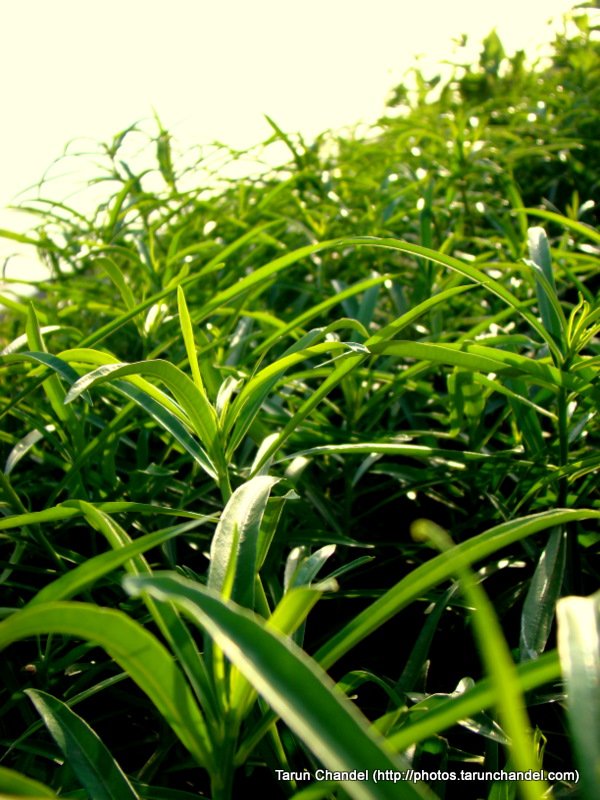 Green Earth Nashik Trip 2009, Tarun Chandel Photoblog
