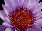 Lotus, Tarun Chandel Photoblog