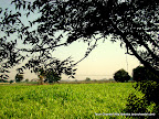 Green fields, Tarun Chandel Photoblog