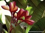 Redness Green-ness, Tarun Chandel Photoblog