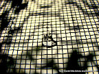 Rain Drop, Tarun Chandel Photoblog