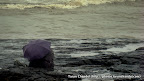 Couple Under Umbrella Mumbai Love Is In The Air, Tarun Chandel Photoblog
